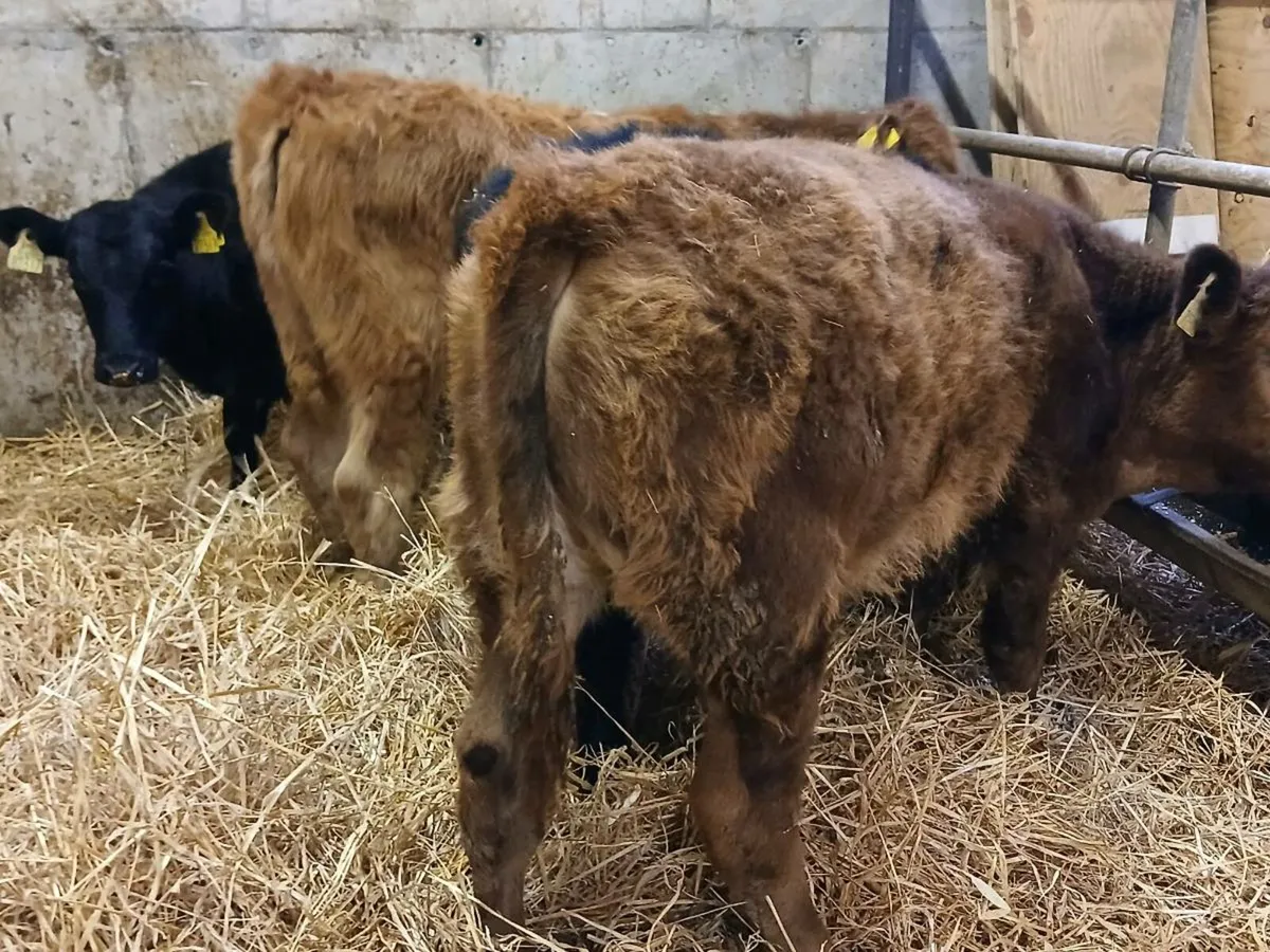 4 Limousin Bull Weanlings - Image 2