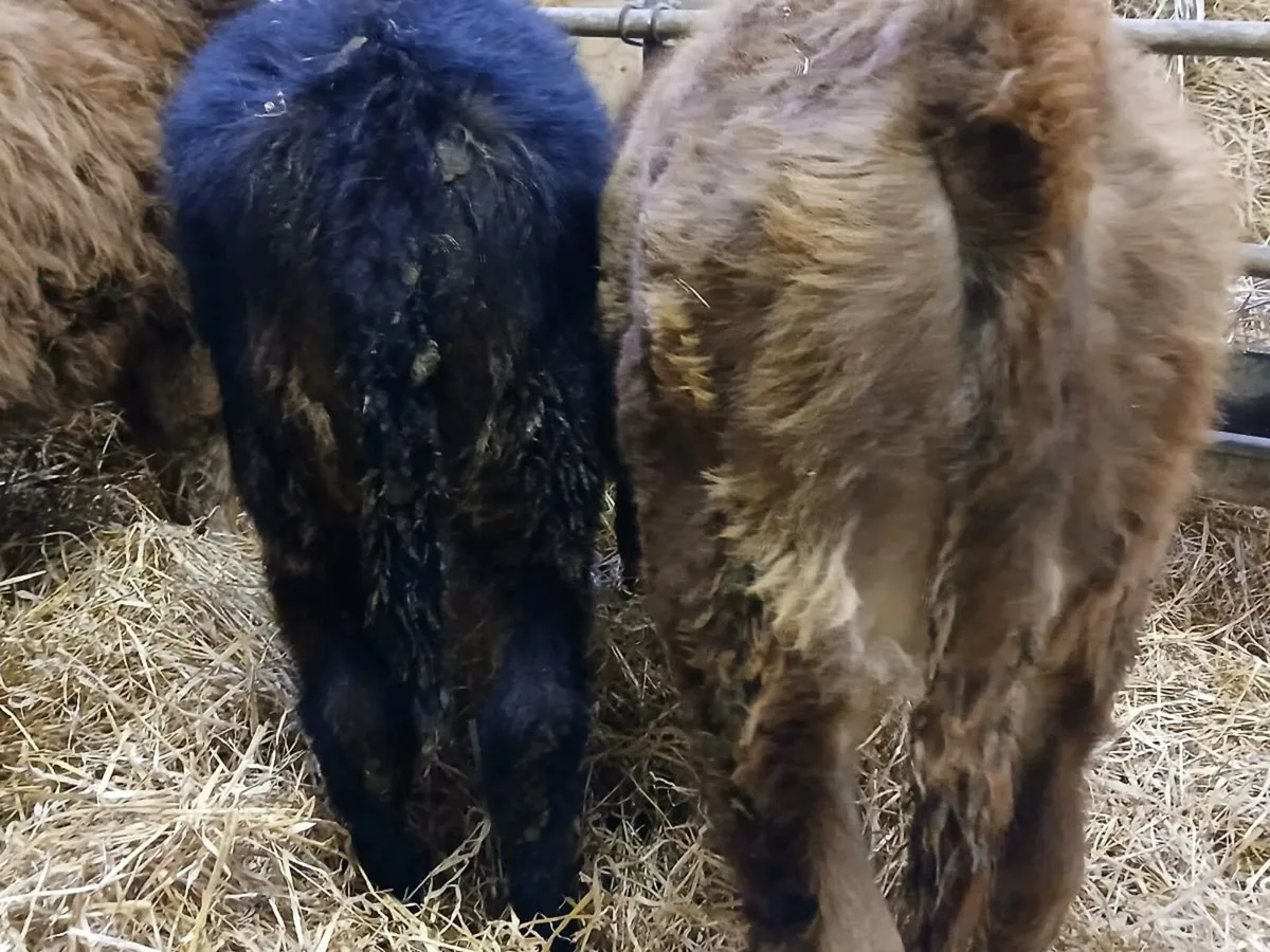 4 Limousin Bull Weanlings - Image 3