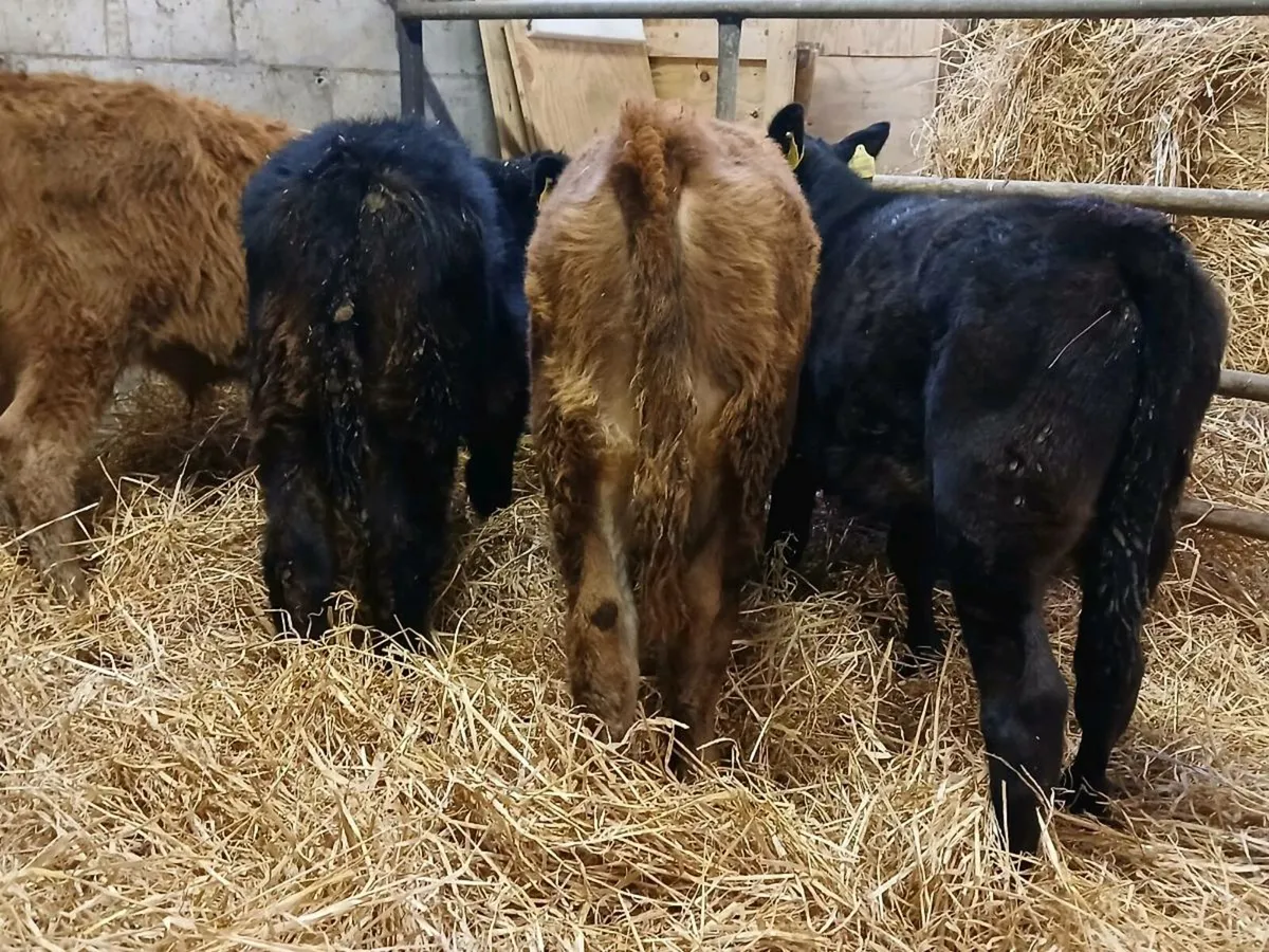 4 Limousin Bull Weanlings - Image 4