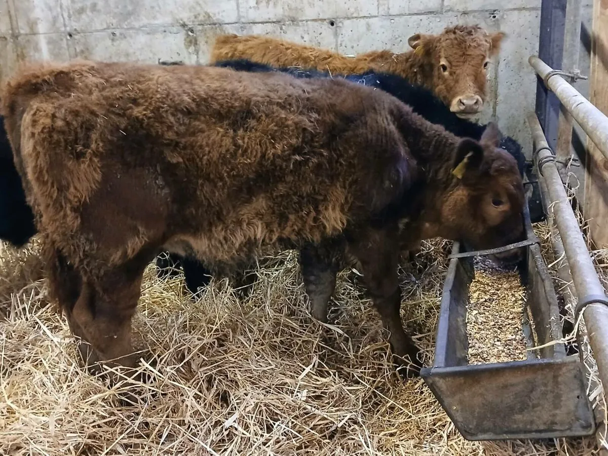 4 Limousin Bull Weanlings - Image 1