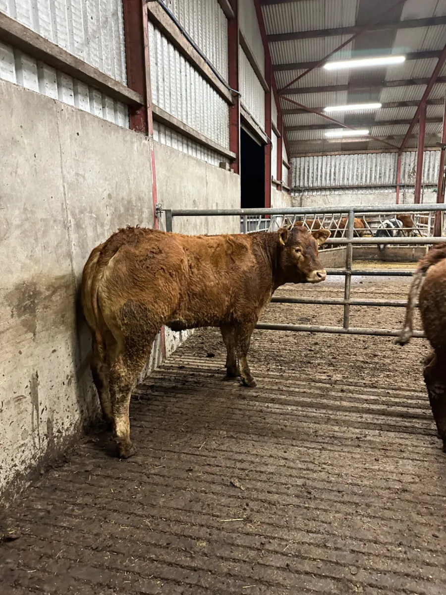 Bulling heifers - Image 4