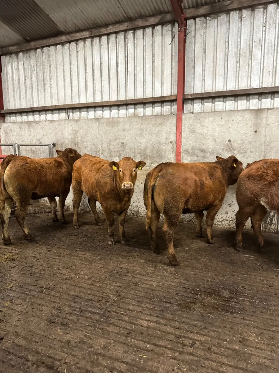 Bulling heifers - Image 1