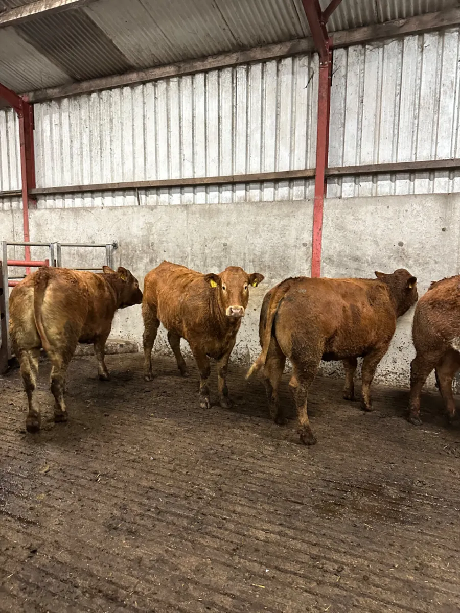 Bulling heifers - Image 3