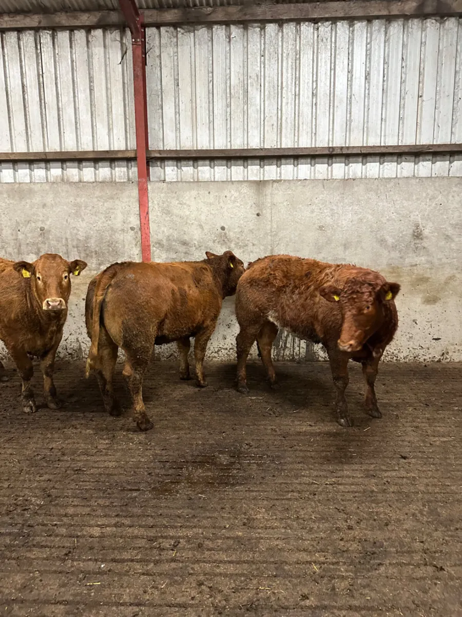 Bulling heifers - Image 2