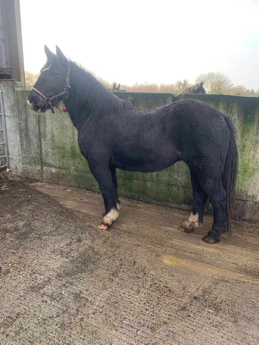 Quality homebred cob filly - Image 1