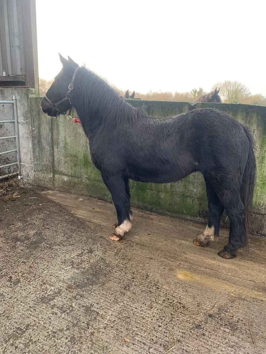 Quality homebred cob filly - Image 2