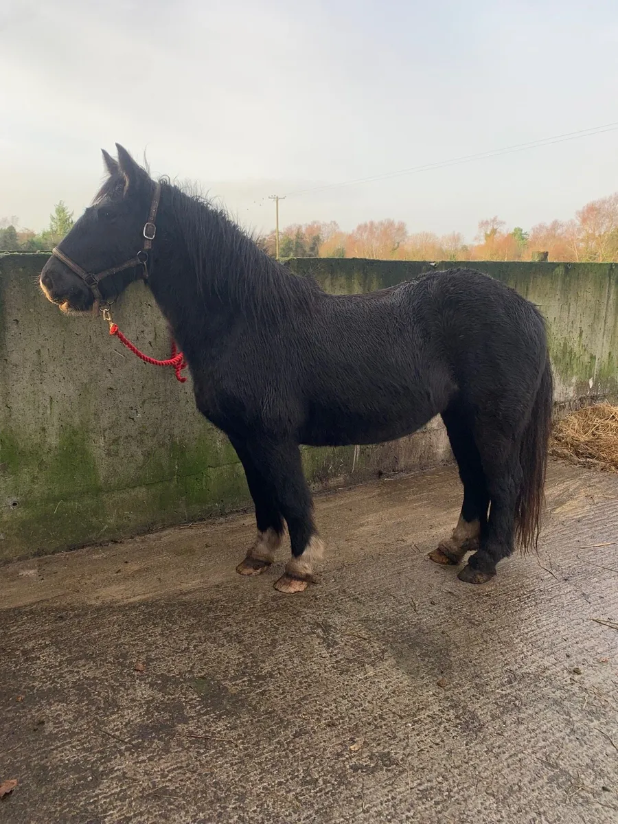 Quality homebred cob filly - Image 3