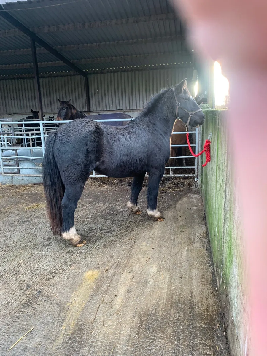 Quality homebred cob filly - Image 4