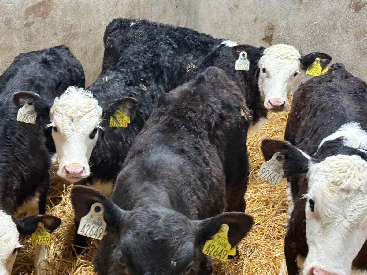 5 SUPER HEREFORD CALVES  5/6 WEEKS - Image 1
