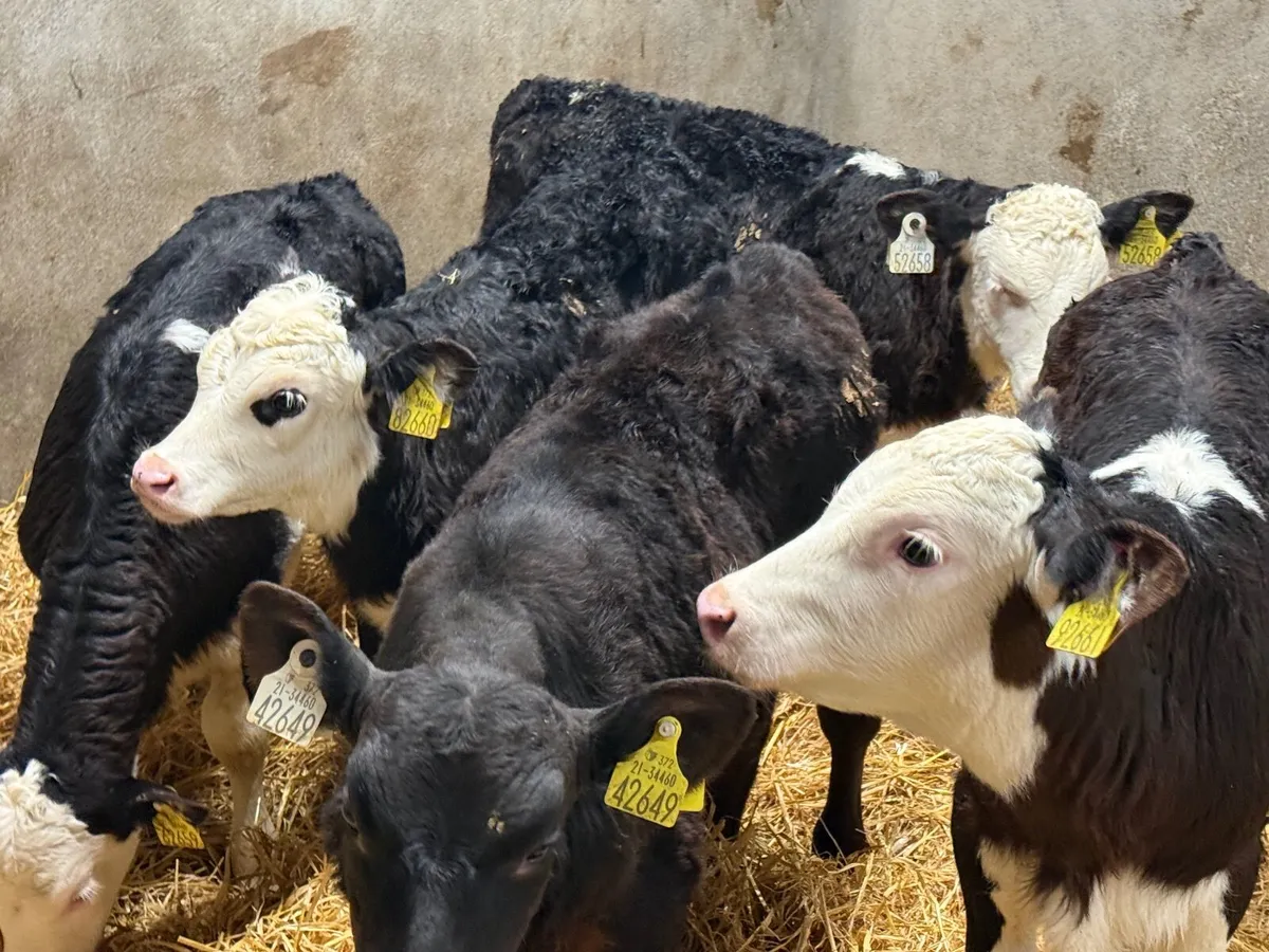 5 SUPER HEREFORD CALVES  5/6 WEEKS - Image 2