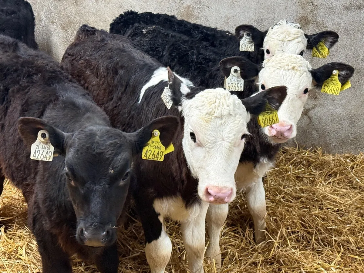 5 SUPER HEREFORD CALVES  5/6 WEEKS - Image 3
