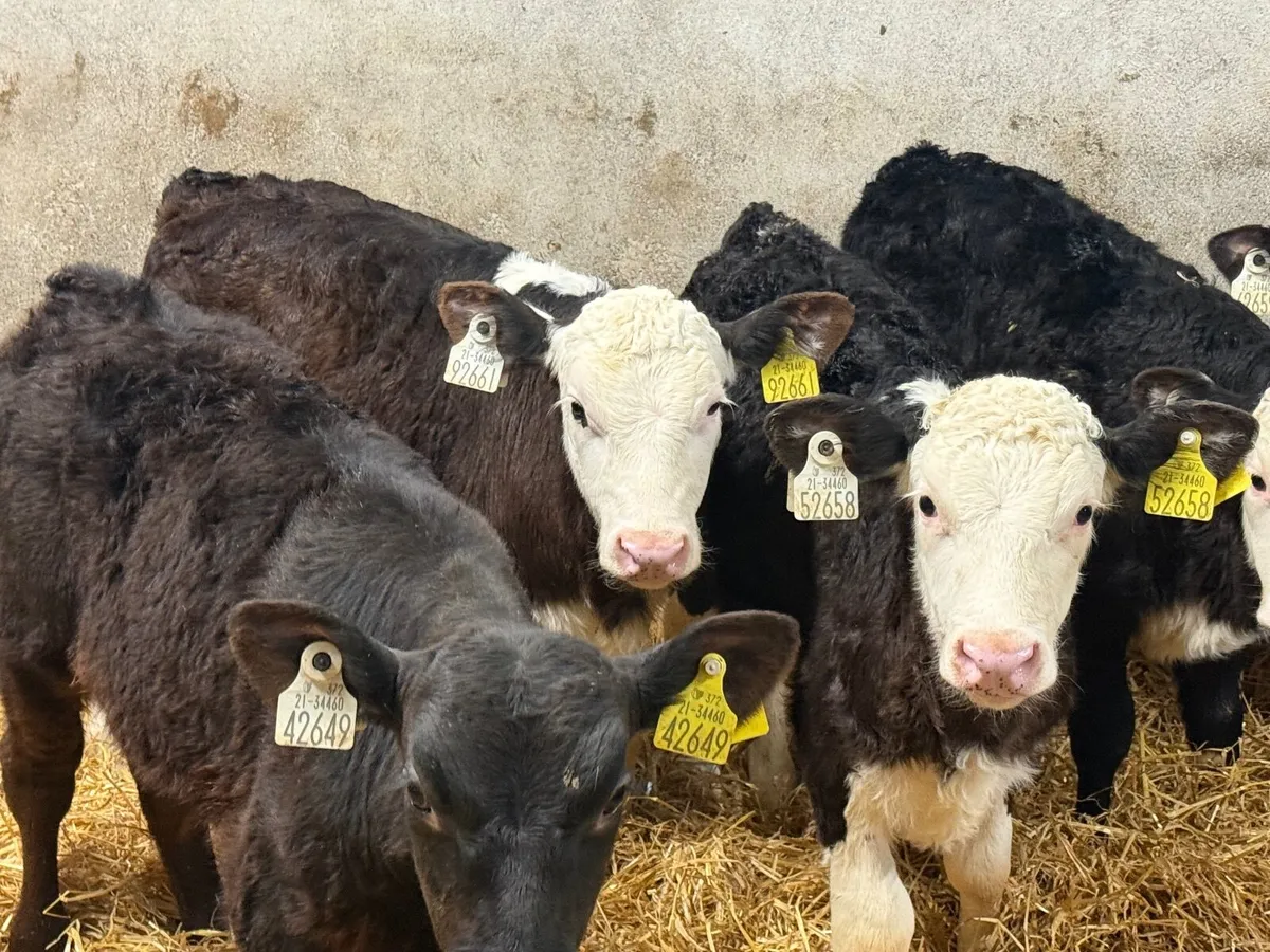 5 SUPER HEREFORD CALVES  5/6 WEEKS - Image 4