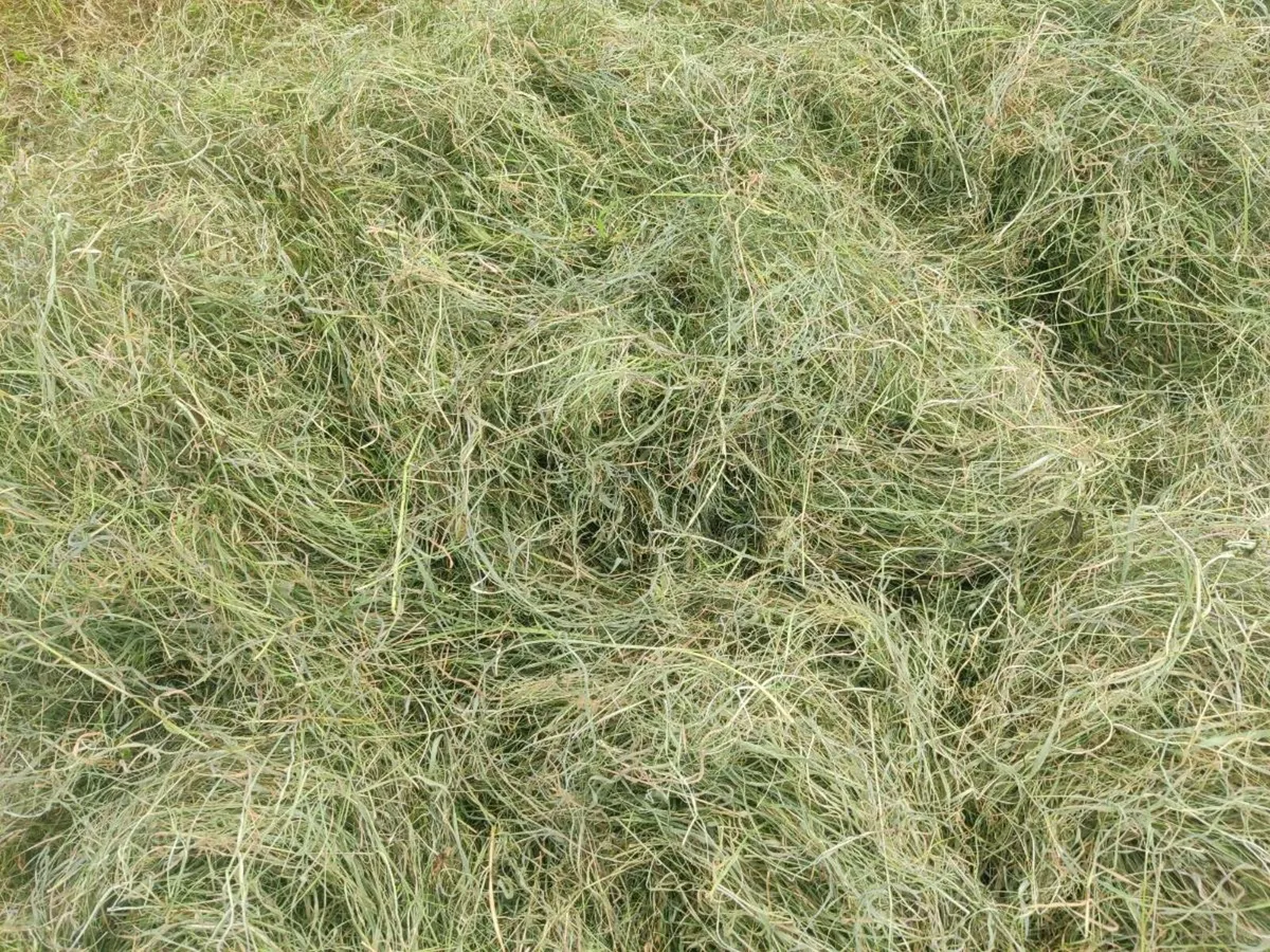Hay - Image 1