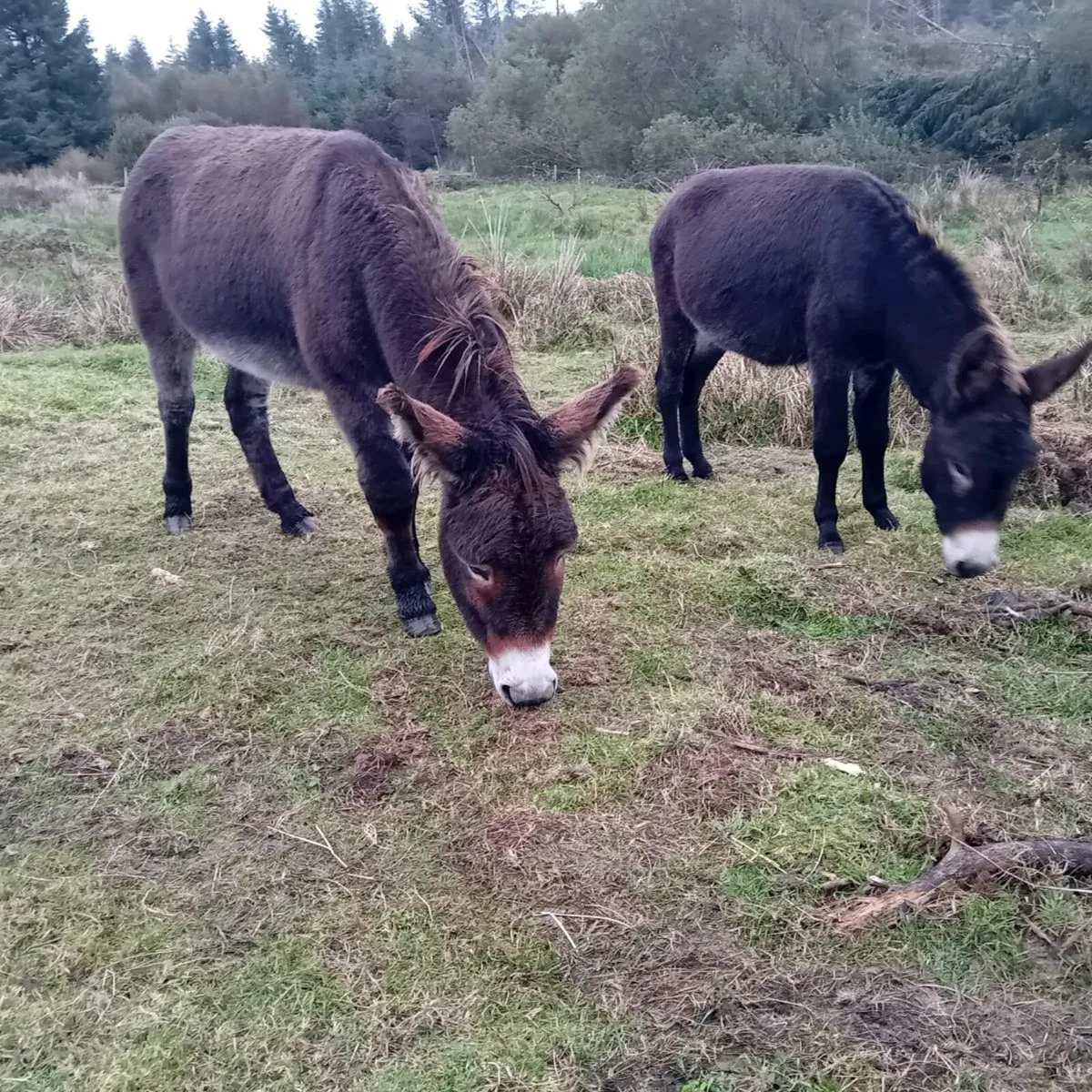 Donkeys