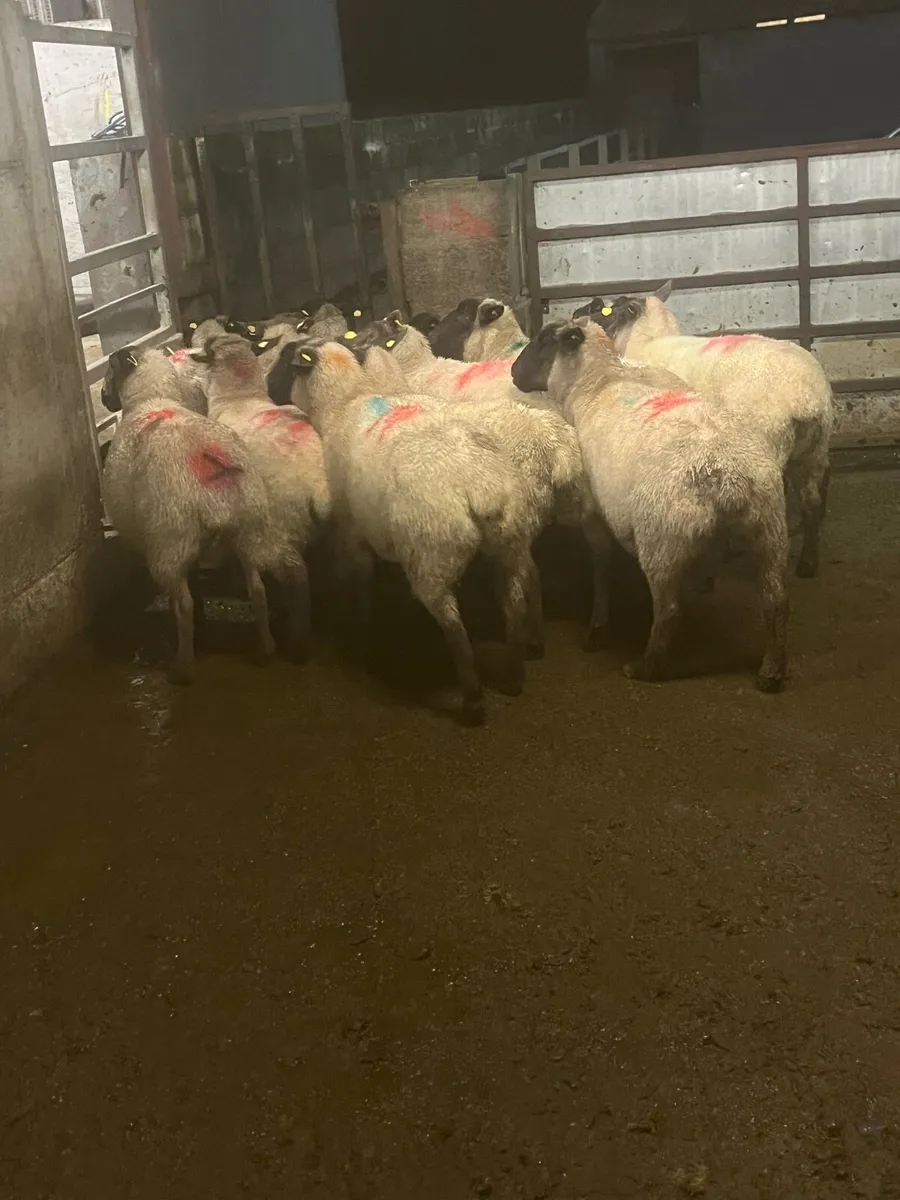 💥15 inlamb Suffolk ewes 💥 - Image 1