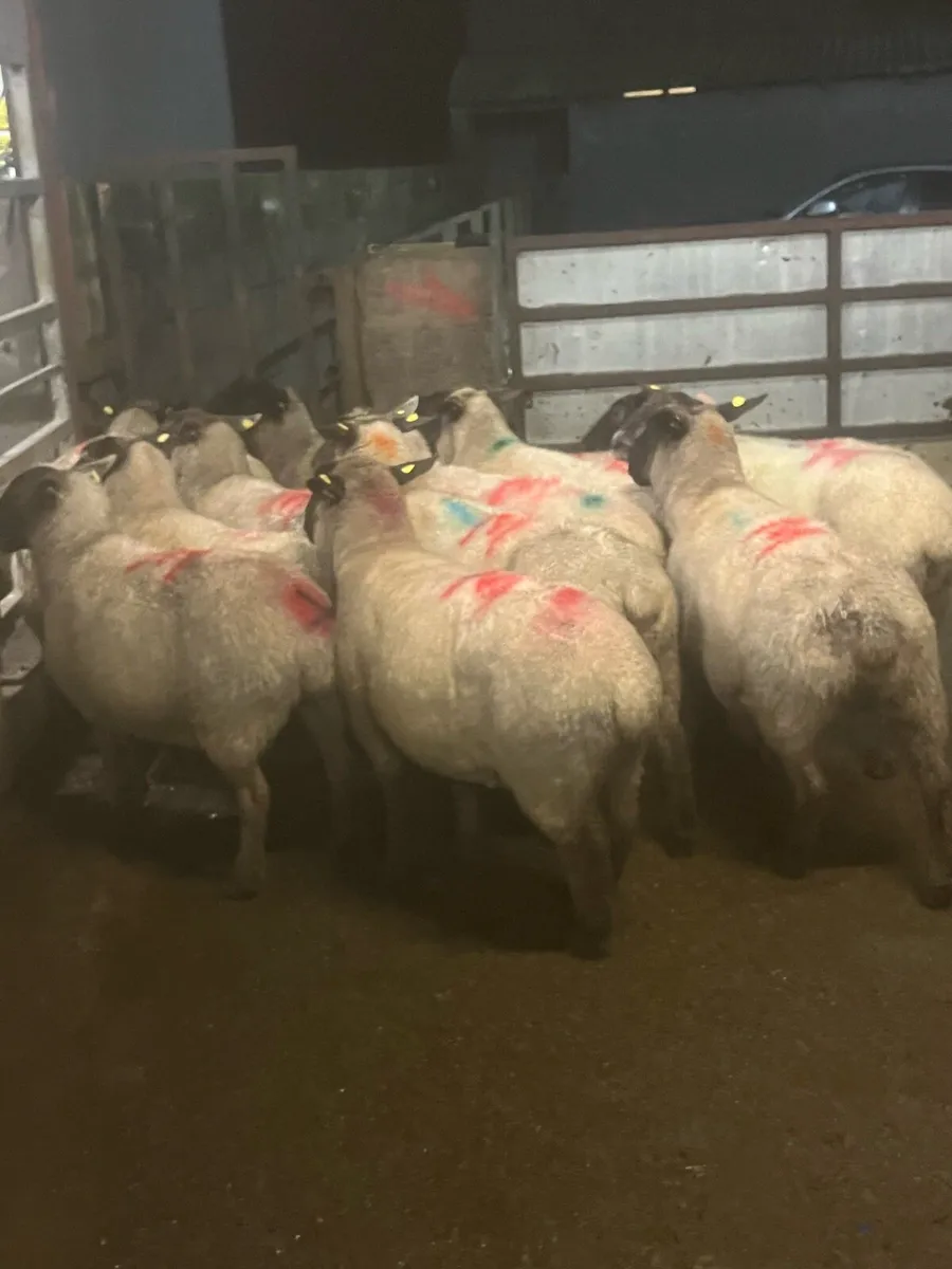 💥15 inlamb Suffolk ewes 💥 - Image 2