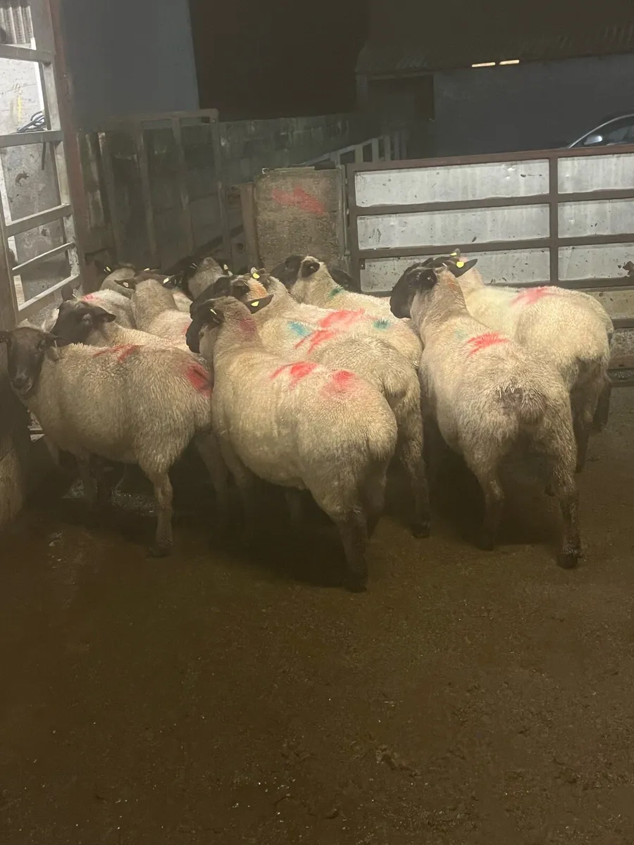 💥15 inlamb Suffolk ewes 💥 - Image 3