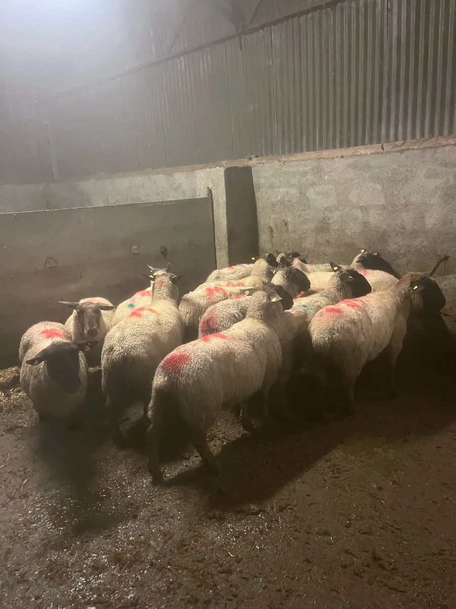 💥15 inlamb Suffolk ewes 💥 - Image 4