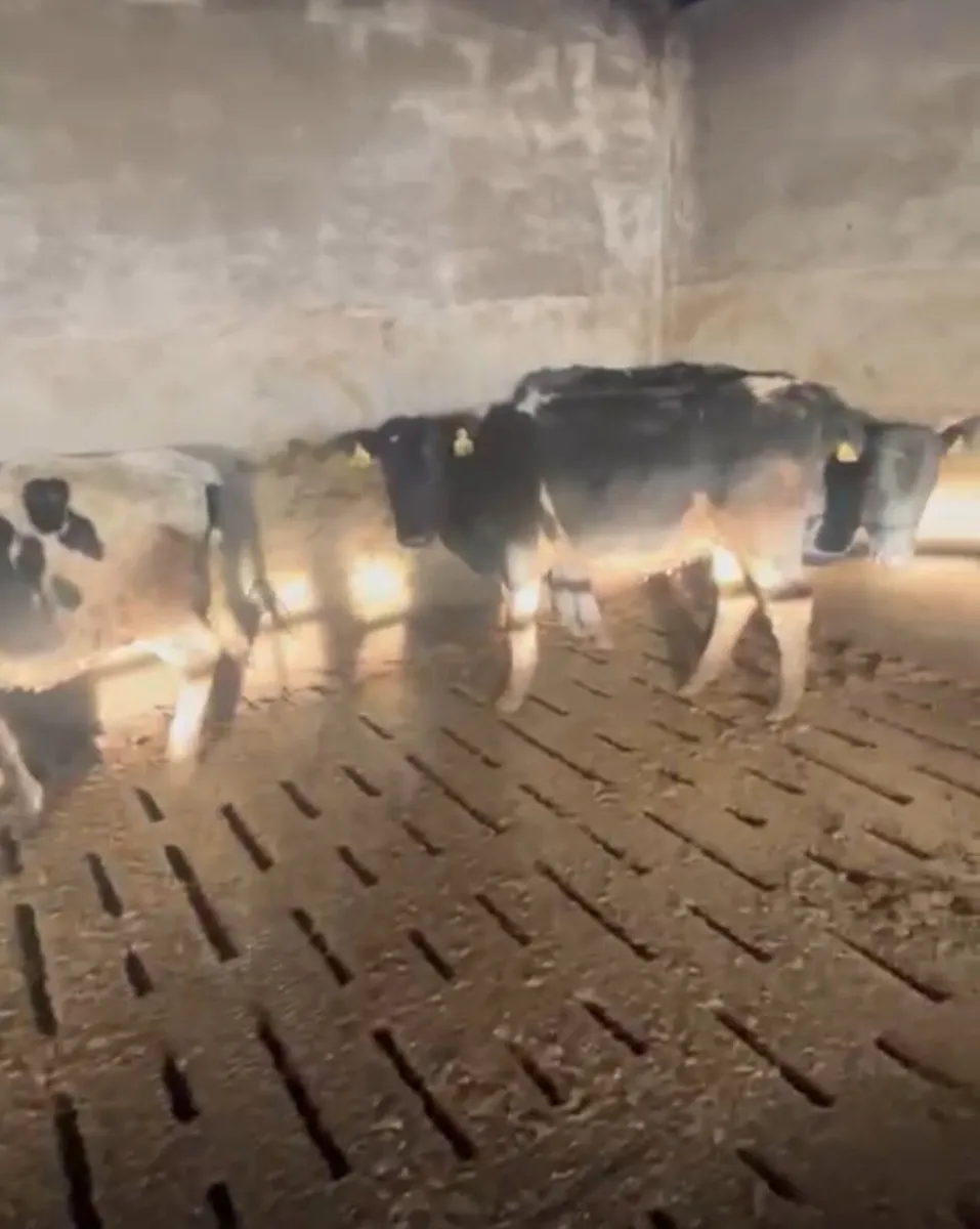 10 Weanling heifers - Image 1