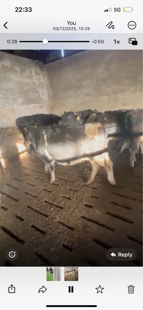 10 Weanling heifers - Image 2