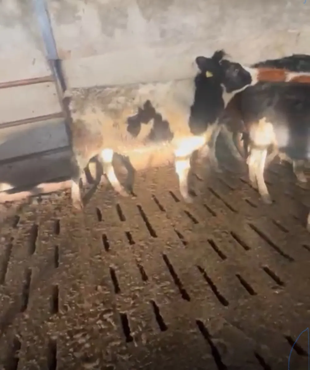 10 Weanling heifers - Image 3