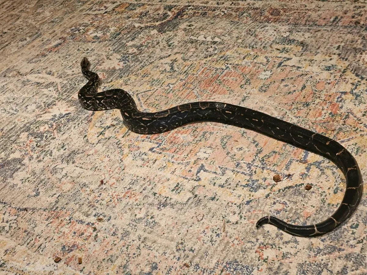 Snakes - Image 4
