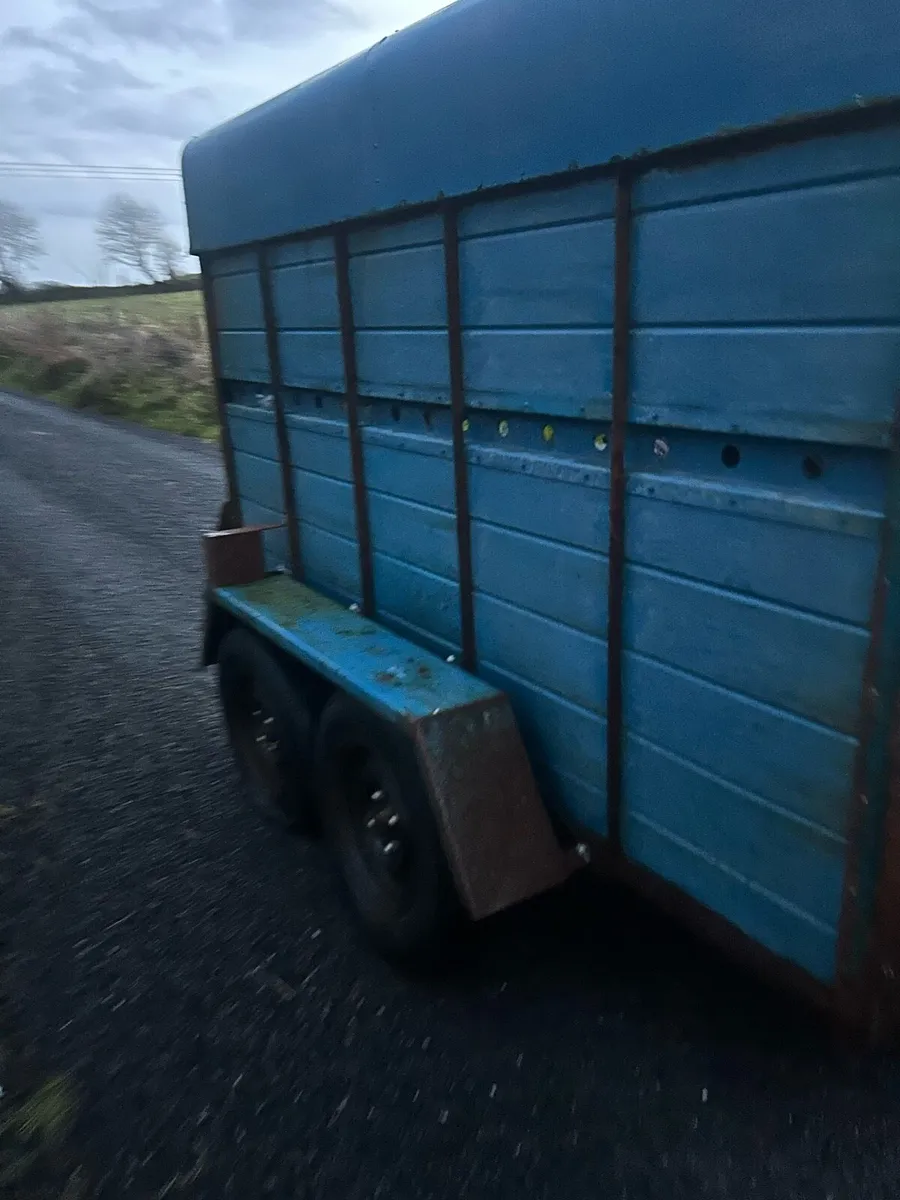 8x5 cow box - Image 2