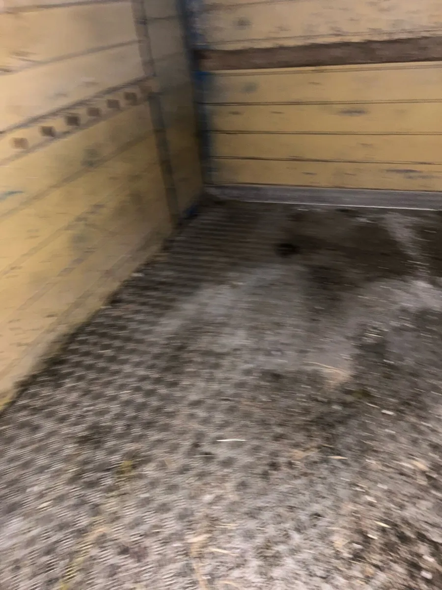 8x5 cow box - Image 3