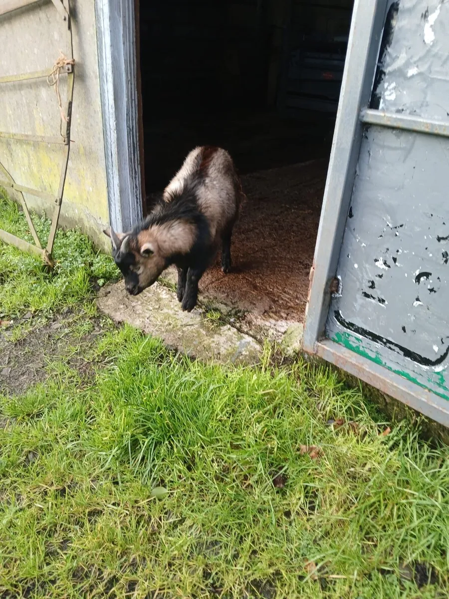 Pygmy Goat - Image 3