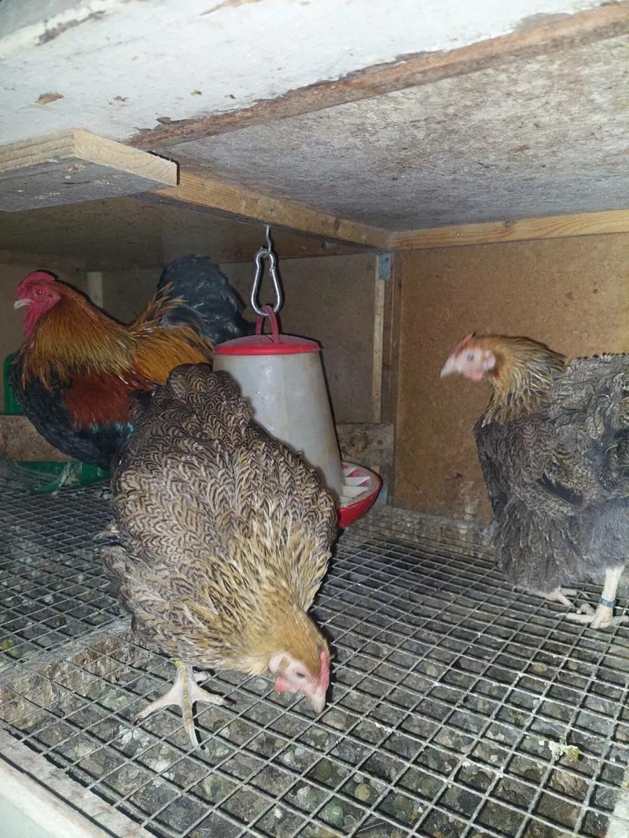 SHOW QUALITY POULTRY & MORE - Image 1