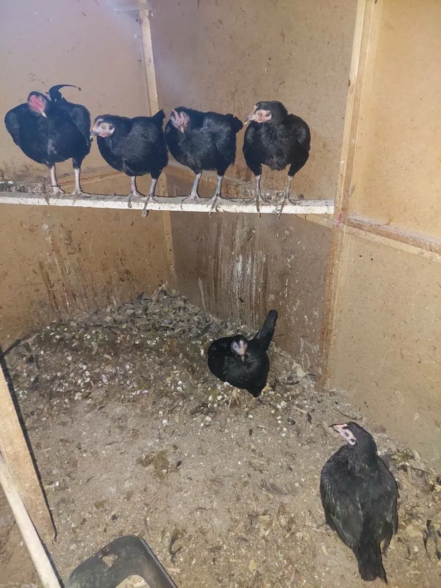 SHOW QUALITY POULTRY & MORE - Image 2