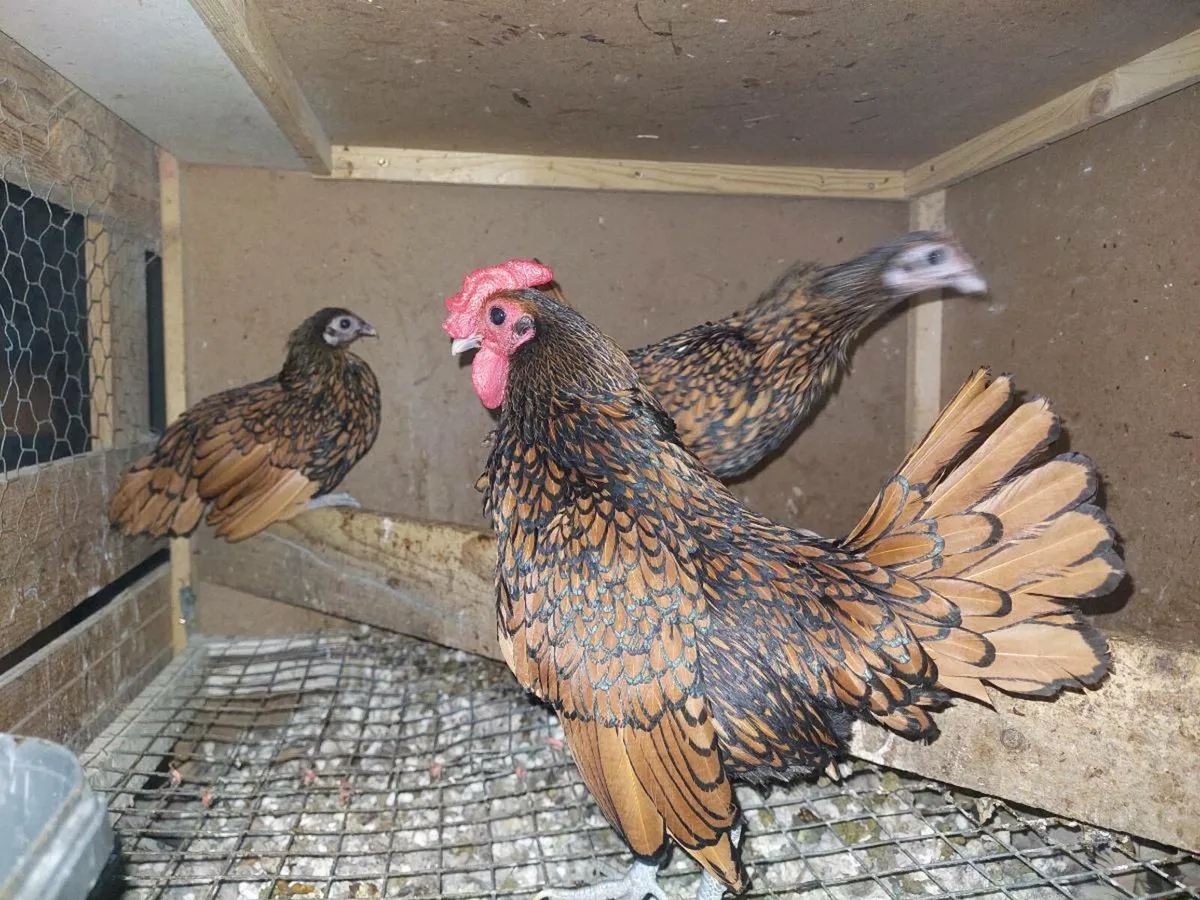 SHOW QUALITY POULTRY & MORE - Image 3