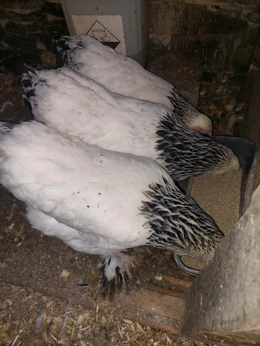 SHOW QUALITY POULTRY & MORE - Image 4