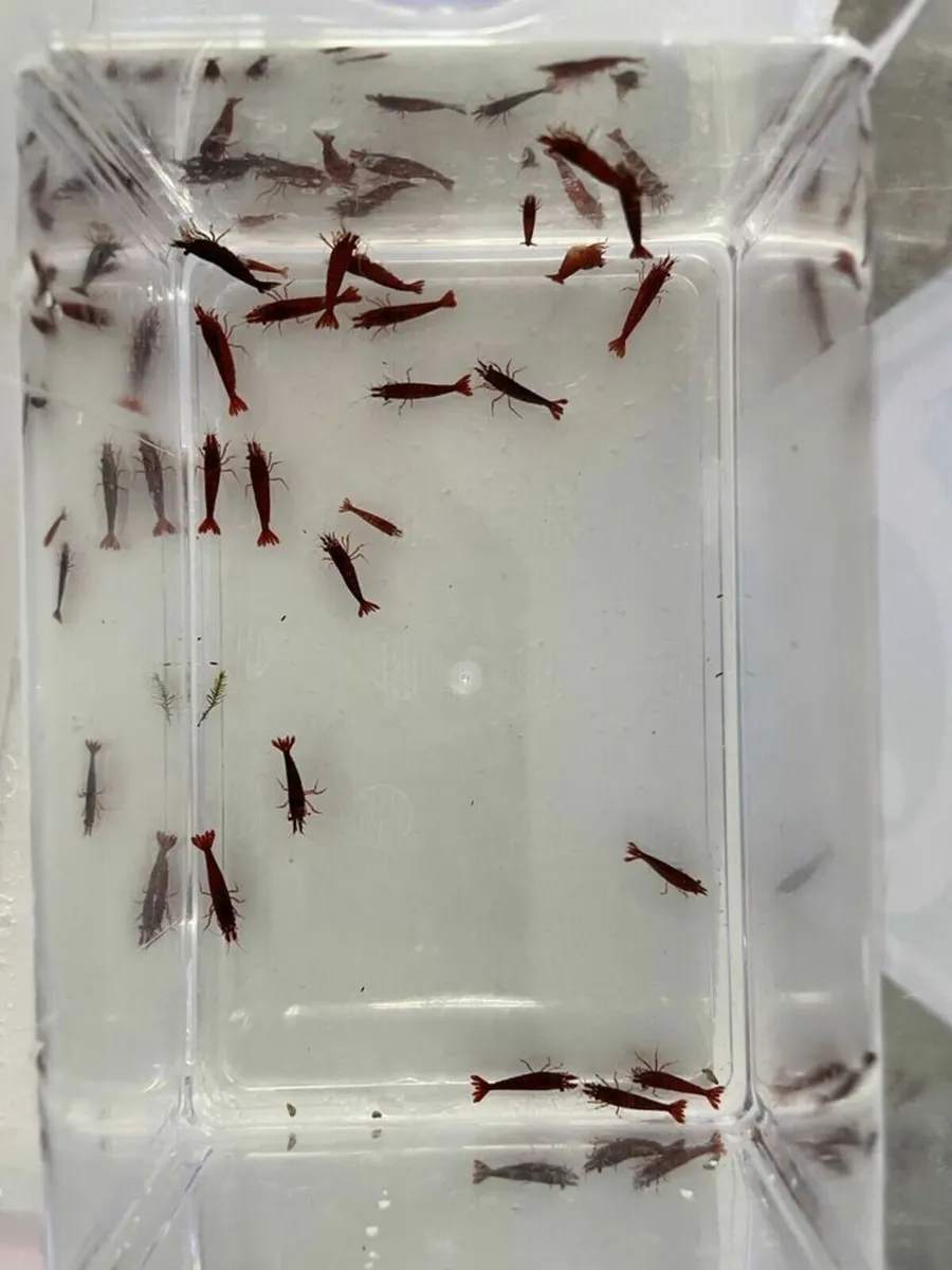 Neocaridina Shrimp Bloody Mary Pure Line - Image 4