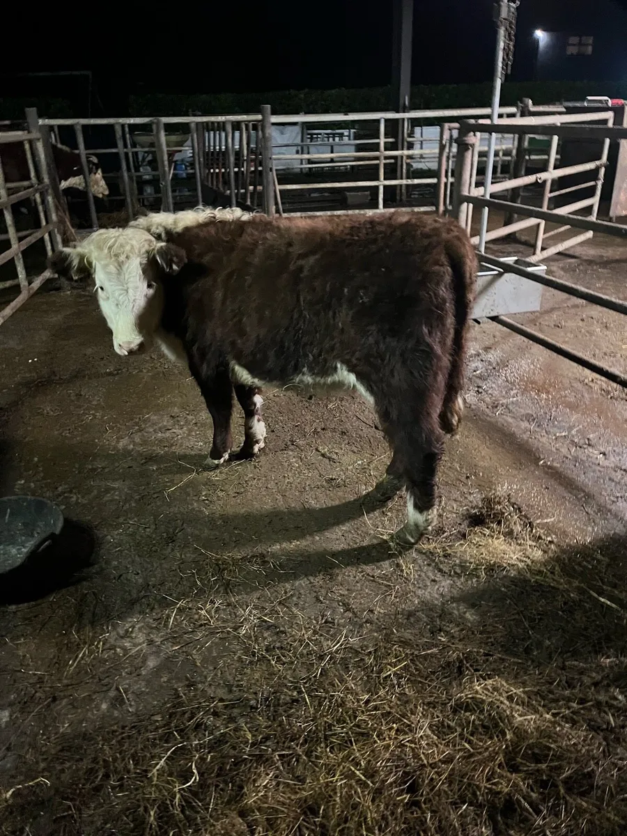 Hereford heifer - Image 1