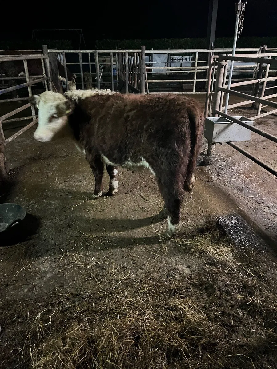 Hereford heifer - Image 2