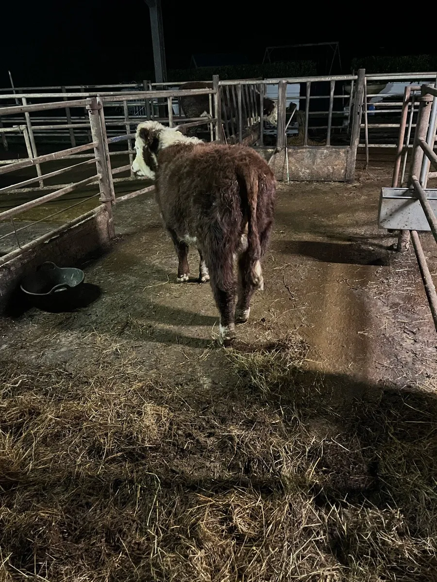 Hereford heifer - Image 3