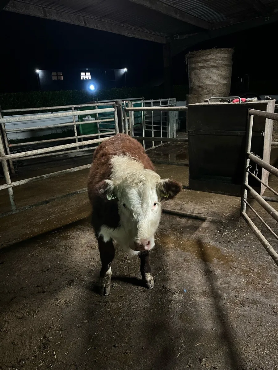Hereford heifer - Image 4