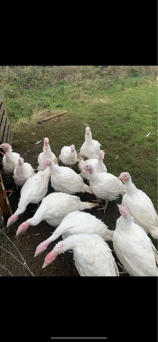 Fat Free range white hen turkey’s for Christmas