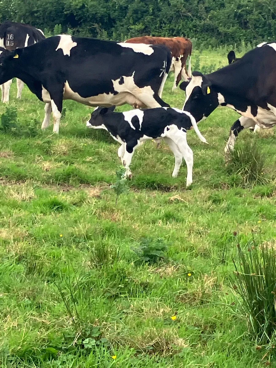 Looking for empty cows. 1st calvers
