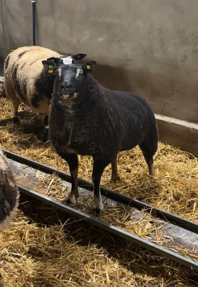 Dassenkop Ewe Lambs (Badger Face Texel) - Image 2