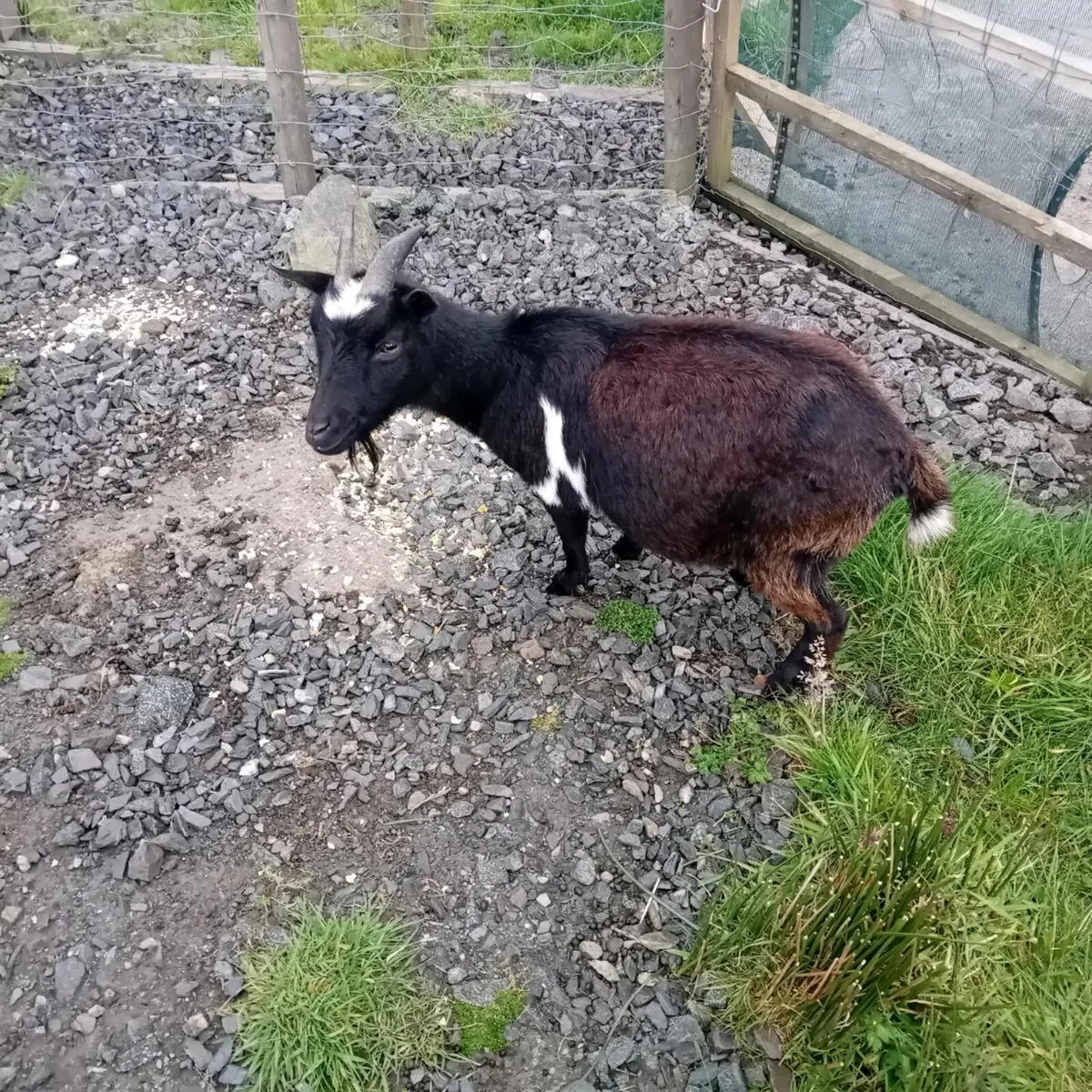 Pygmy goats - Image 1