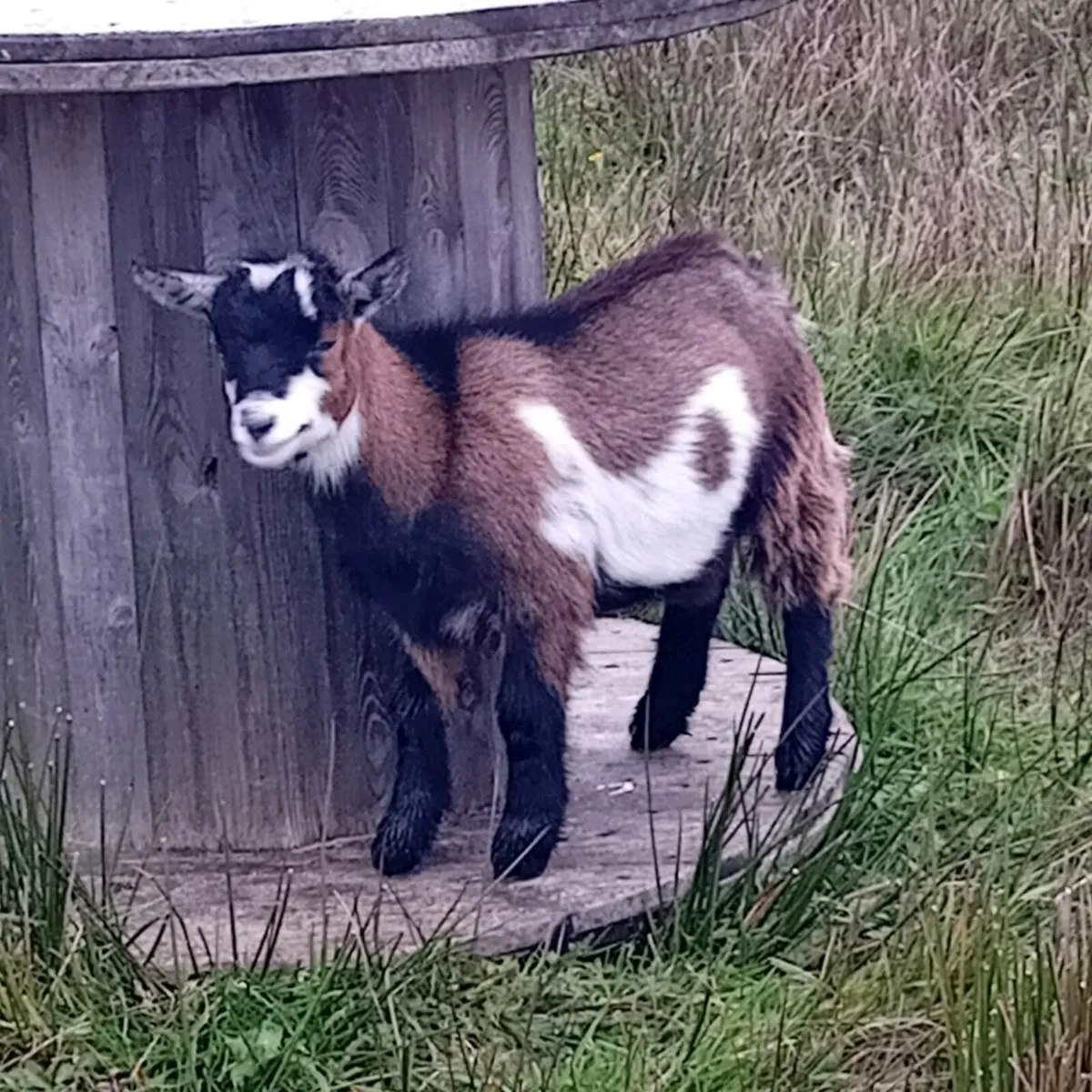 Pygmy goats - Image 2