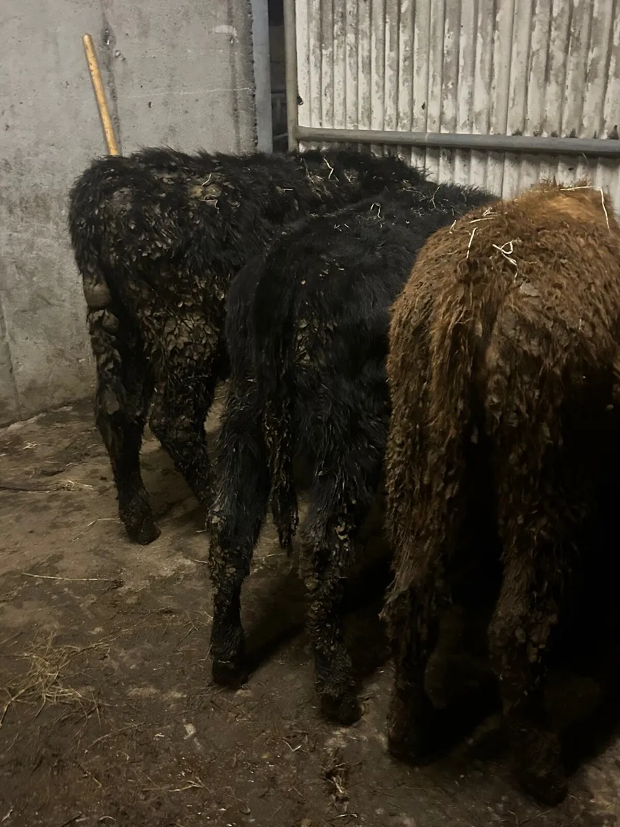 4 Angus heifers - Image 1