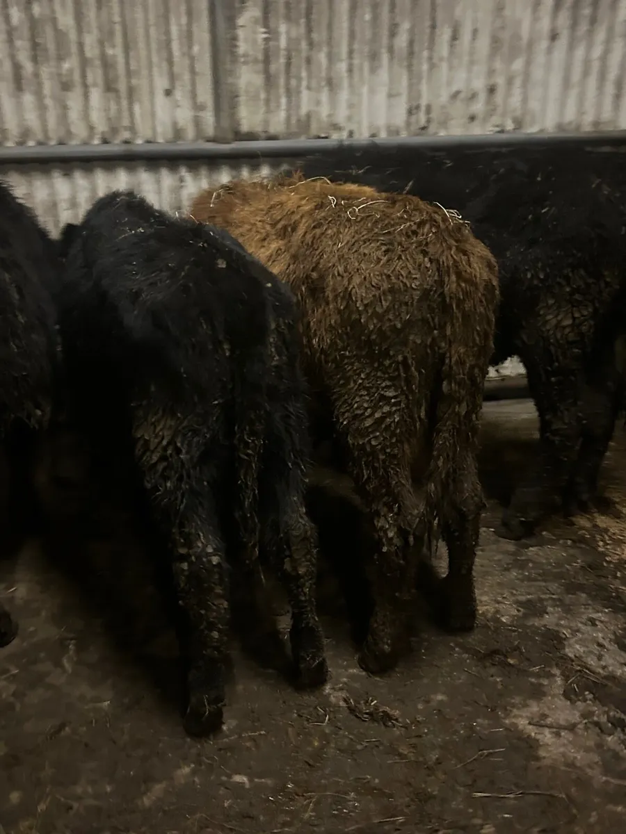 4 Angus heifers - Image 2