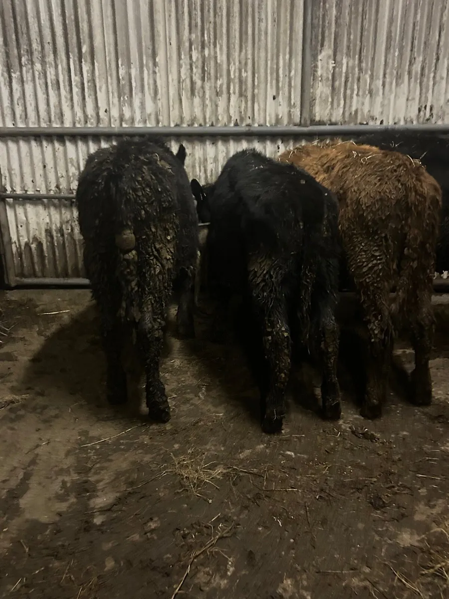 4 Angus heifers - Image 3