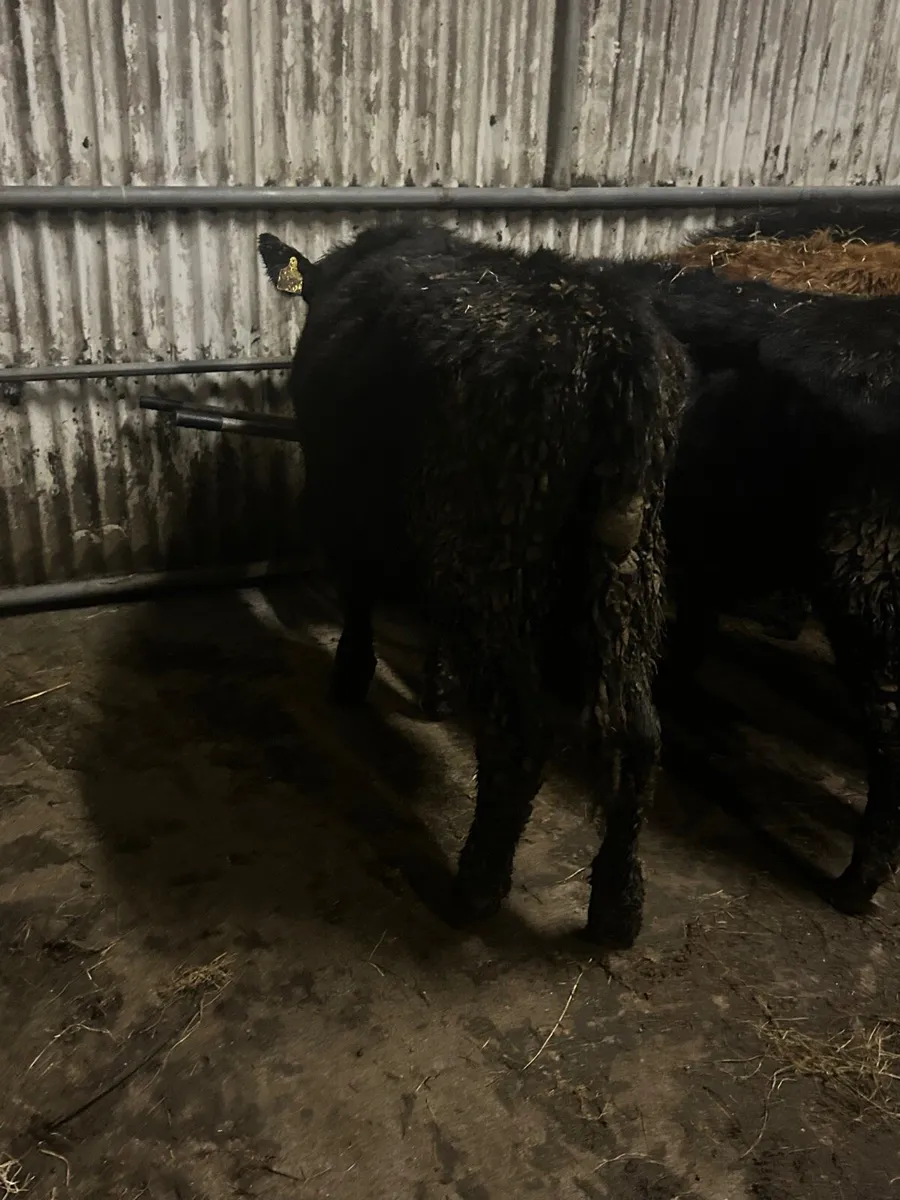 4 Angus heifers - Image 4