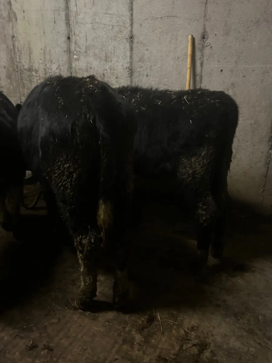 4 whitehead heifers - Image 2