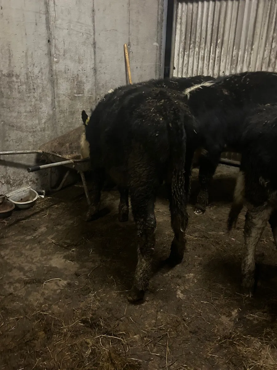 4 whitehead heifers - Image 3