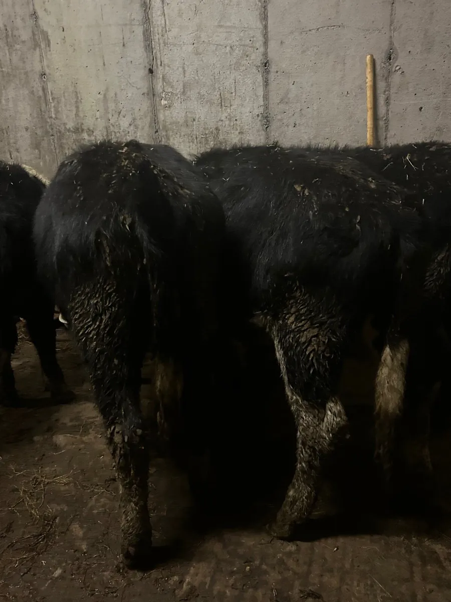 4 whitehead heifers - Image 4